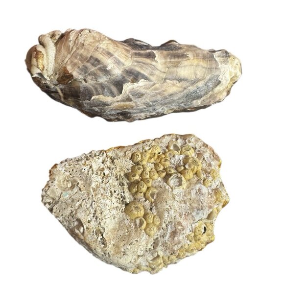 Set of 2 Handmade Decoupage Oyster Shell Trinket Dishes Butterflies Pearls - Picture 5 of 5